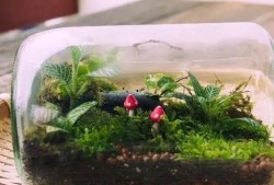 最新 植物爆料视频,神秘植物视频曝光，带你探索未知生命奥秘