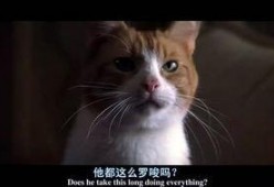 猫 电影 在线观看,在线观影之旅
